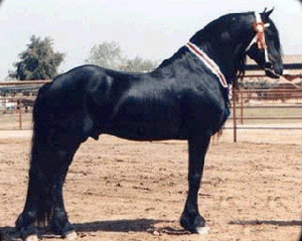 stallion Wicher 334 (Friese, 1991, from Lute 304)