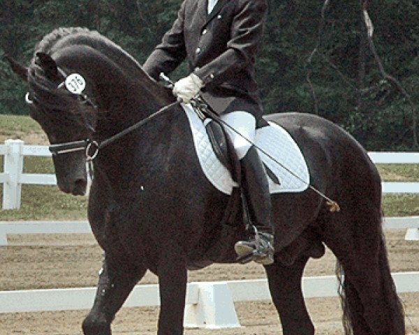 stallion Rintse 386 (Friese, 1997, from Wicher 334)