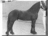 stallion Tjimme 275 (Friese, 1979, from Jochem 259)