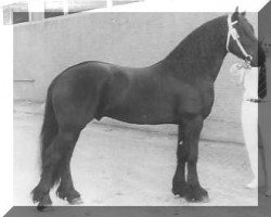 stallion Tjimme 275 (Friese, 1979, from Jochem 259)