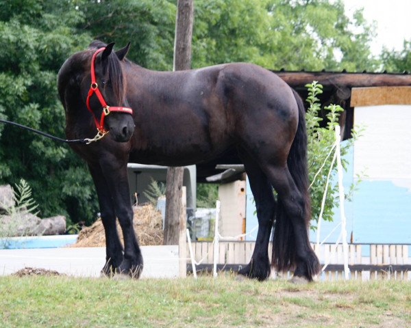 Pferd Bella (Friese, 2010, von Neon van'e Waskemar)