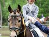 dressage horse Navarina in the dark (German Riding Pony, 2007, from Nacromancer in the dark)