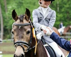 Dressurpferd Navarina in the dark (Deutsches Reitpony, 2007, von Nacromancer in the dark)