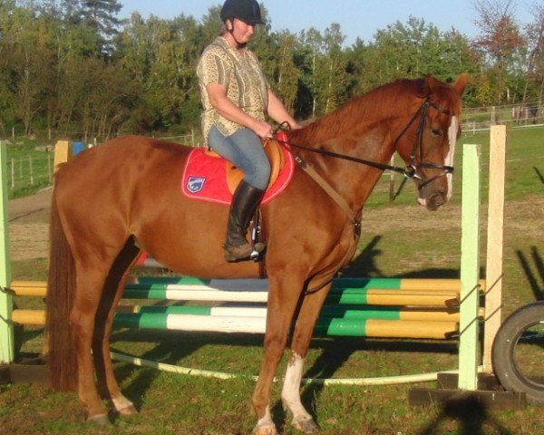 broodmare M-Codini (German Sport Horse, 2005, from Cessna)