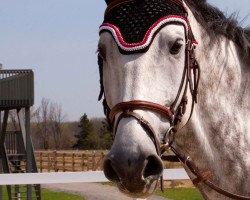 Springpferd Cero Easy (Holsteiner, 2006, von Cero)