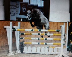 dressage horse Kalando meus Ventus (Little German Riding Horse, 2008, from Kobar 3491)