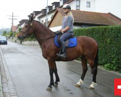 Pferd Niklaus (Freiberger, 2009, von Nepal)