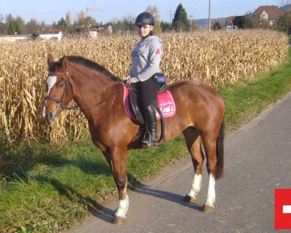 Pferd Cosi (Freiberger, 2008, von Hâtif)
