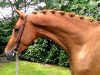 dressage horse Lord Lacre (Rhinelander, 2010, from Lord Loxley I)