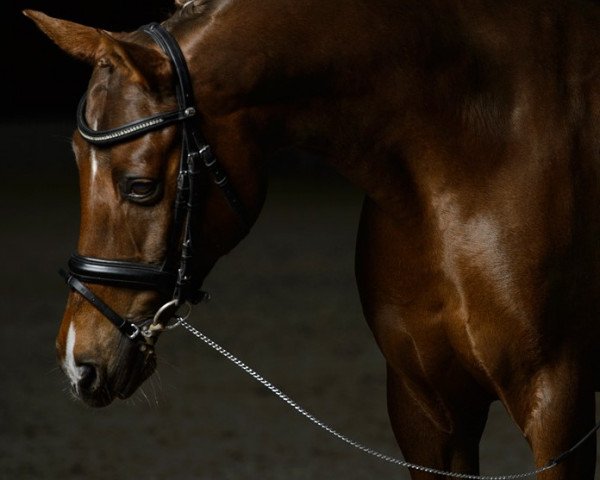 Springpferd Carlos (Nederlands Rijpaarden en Pony, 1999, von Casper)