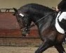 dressage horse Magic Roses Cocktail (New Forest Pony, 2005, from Valentino)