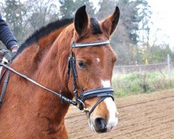 dressage horse Lara du Grand-Clos (Freiberger, 2011, from Heliaque CH)