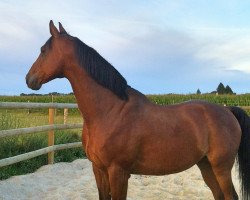 Pferd Perfect Feeling R (Westfale, 2002, von Prinz Segelhorst)