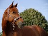 dressage horse Verano Allegro (Hanoverian, 2007, from Valentino)