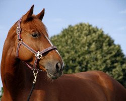 dressage horse Verano Allegro (Hanoverian, 2007, from Valentino)