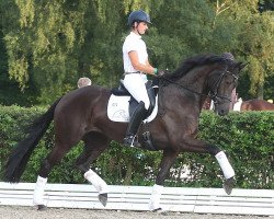 broodmare Erludine DVB (KWPN (Royal Dutch Sporthorse), 2009, from Jazz)