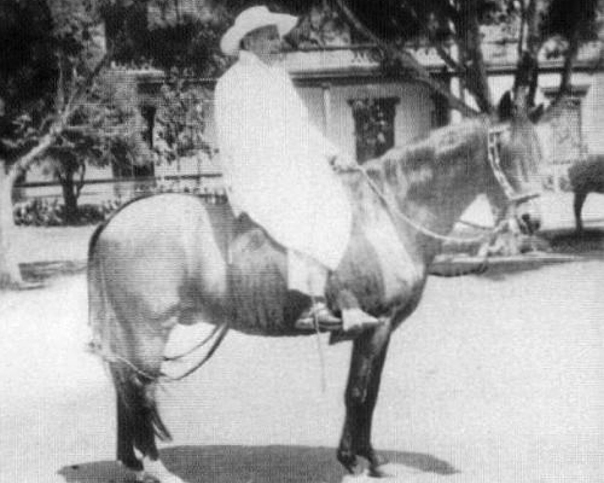 Deckhengst Limenito (Paso Peruano, 1942, von Limeno Viejo)