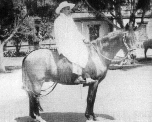 stallion Limenito (Peruvian Paso, 1942, from Limeno Viejo)