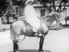 stallion Limenito (Peruvian Paso, 1942, from Limeno Viejo)