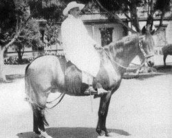 stallion Limenito (Peruvian Paso, 1942, from Limeno Viejo)