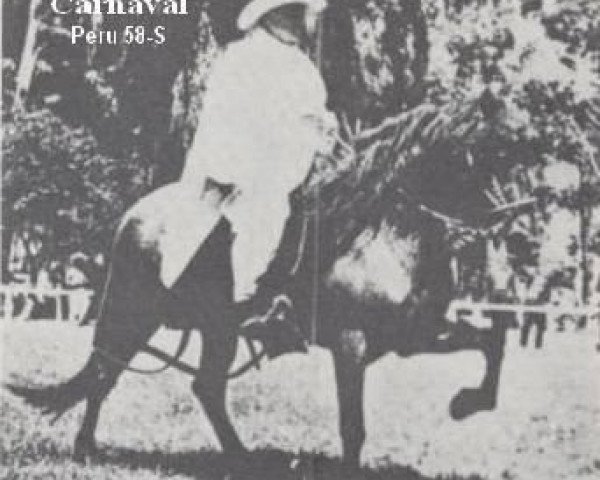 stallion Carnaval (Peruvian Paso, 1951, from Limenito)