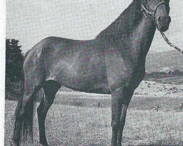 broodmare Sultana (Peruvian Paso,  , from Carnaval)