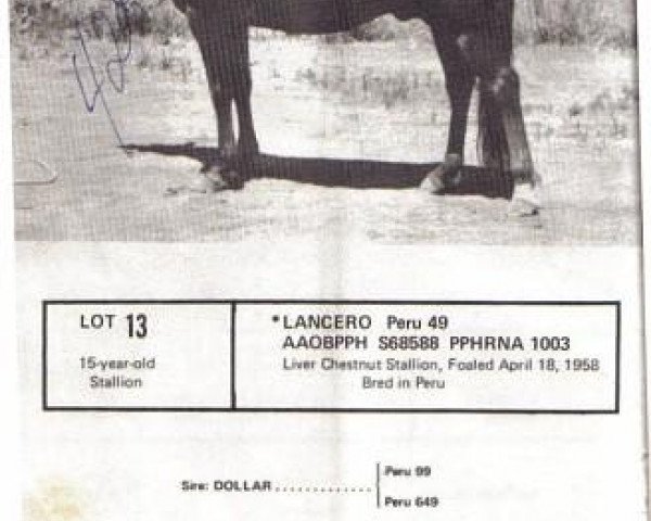 Deckhengst Lancero (Paso Peruano,  , von FTU Dollar)
