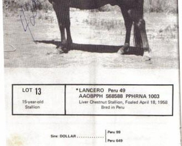 stallion Lancero (Peruvian Paso,  , from FTU Dollar)