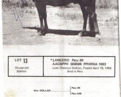 stallion Lancero (Peruvian Paso,  , from FTU Dollar)