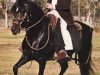 stallion Paisano (Peruvian Paso, 1972, from Lancero)