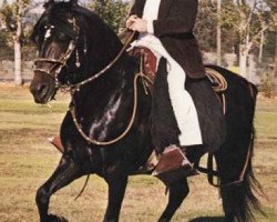 stallion Paisano (Peruvian Paso, 1972, from Lancero)