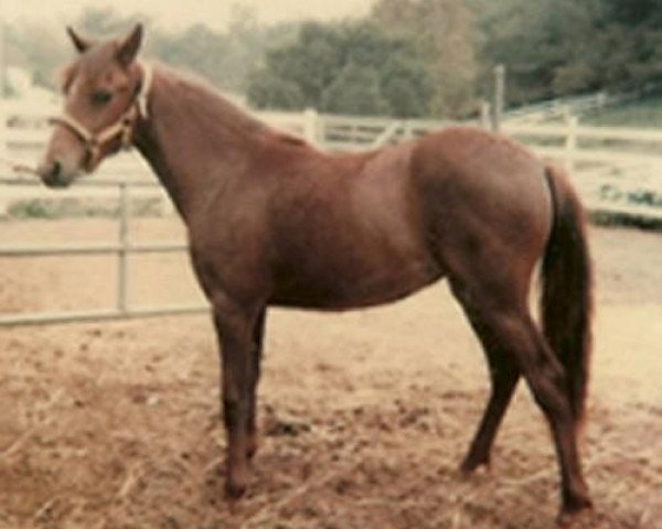 broodmare La Christianita (Peruvian Paso,  , from Paisano)