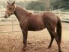 broodmare La Christianita (Peruvian Paso,  , from Paisano)