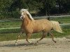 dressage horse Master 98 (Haflinger, 2001, from Mondego (3,125% ox))