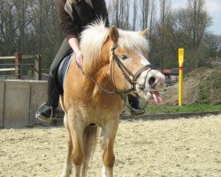 broodmare Alice (Haflinger,  , from Almprinz)