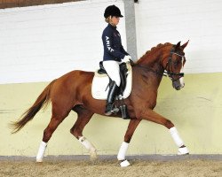 broodmare Sanja (Hanoverian, 2006, from Samarant)