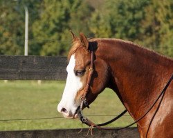 Pferd Diamond (Paint Horse, 2002)