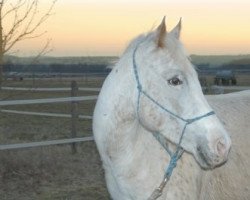 Pferd Keena (Appaloosa, 1998)