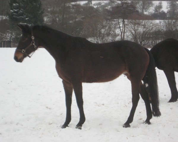 broodmare Fignon (Hessian Warmblood, 2004, from French Kiss)