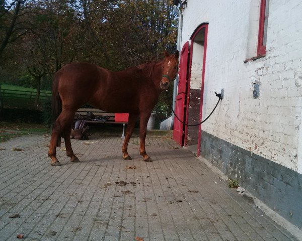 dressage horse Kaori (Little German Riding Horse, 2004)