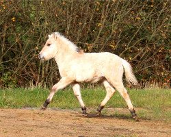 dressage horse Venja (Fjord Horse, 2014, from Kelvin)