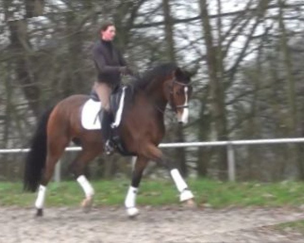 dressage horse Spartacus 17 (Hanoverian, 2008, from Scolari)