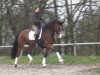 dressage horse Spartacus 17 (Hanoverian, 2008, from Scolari)