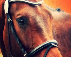 dressage horse Soliman de Charry (Hanoverian, 2010, from Soliman)