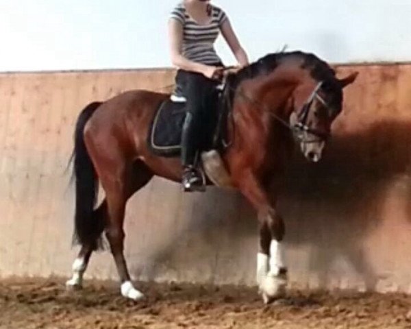 dressage horse Champ (German Riding Pony, 2009, from FS Champion de Luxe)