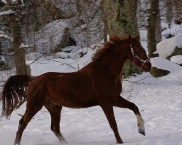 horse Franco 48 (Westphalian, 1995, from Farcetto)