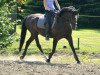 jumper Smoky (German Riding Pony, 2003, from Costa)