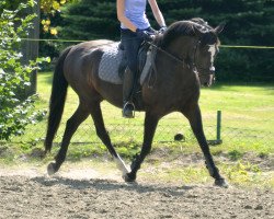 Springpferd Smoky (Deutsches Reitpony, 2003, von Costa)