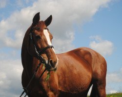 Pferd Tamina (Deutsches Reitpony, 2001, von Tequilla)