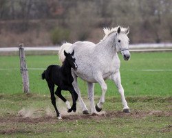 broodmare Wicki (Hanoverian, 1992, from Wienerwald)